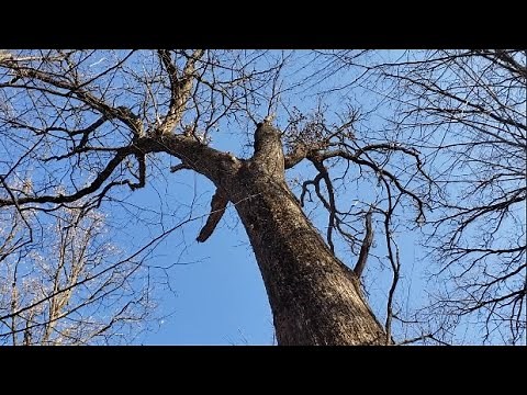 Cutting down a big oak tree - Partial Fail