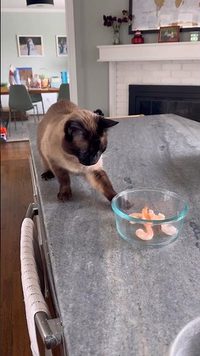 Cat Steals Half-Frozen Shrimp and Eats It