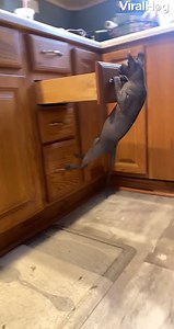 This cat's plan really left him hanging...🥁🤣🐈 #viralhog #cats #fail #pets | ViralHog