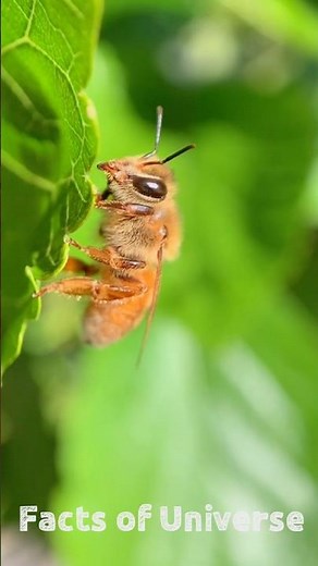 How Australian honeybees get drunk_-_FactsofUniverse #honeybees