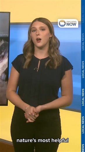 Bats might seem spooky, but they're actually Iowa's natural pest control! From eating thousands of insects a night to helping crops, these nocturnal creatures play a big role in our ecosystem. Learn how to stay safe if one shows up indoors here: https://cbs2iowa.com/news/local/iowa-bats-play-vital-role-in-pest-control-and-ecosystem-balance-despite-spooky-reputation | Iowa's News Now