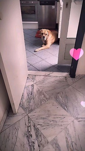 Que des cane corso BIANCO 😱😱😱🤍🤍🤍🤍 ma régi me facilite encore plus la tâche avec 5 mâles & 5 femelles 10 merveilles tout simplement sous haute surveillance de mon rocco 💛💛💛 ils profite tous de la fraîcheur de la cuisine pour l'instant pour mon plus grand bonheur 🥰🥰🥰❤️❤️❤️❤️ | Fred Sinistra
