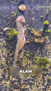 743K views · 4.4K reactions | Ang mga LALAKING seahorse ang NANGANGANAK?  | Loy TV Facts | Facebook