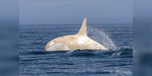 Wildlife Photographer Left Stunned After Capturing A Rare Orca On Film