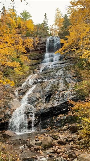 #reelsvideoシ #explorepage #reelsfacebook #explore #nature #animals #canada #newbrunswick #novascotia | Maritimer ATV
