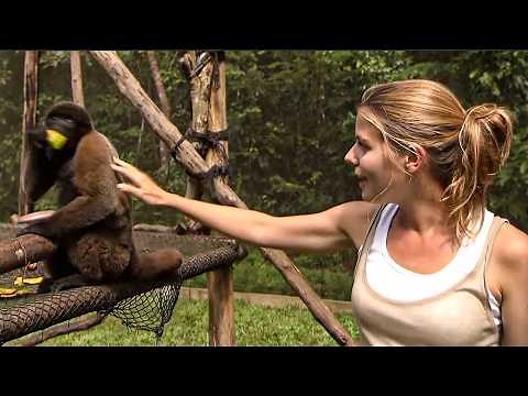 Targeted by illegal trafficking and habitat destruction | Amazon’s Last Monkeys