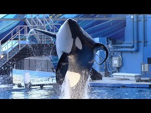 Happy 16th Birthday, Trua! - Orca Encounter (Full Show) at SeaWorld Orlando - November 23, 2021