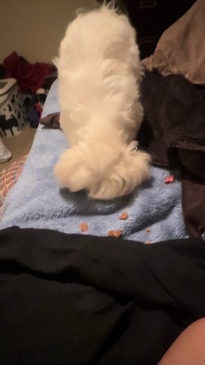 Maltese Dogs: The Spoiled Truth