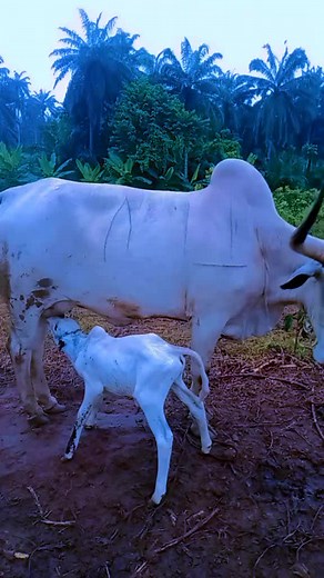White Cow and Calf in a Natural Setting
