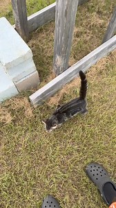 Can Cats Be Trained? | Stan Smith