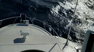 100K views · 440 reactions | FIERCE........TO FRIGHTENING | FishMonster Key West | Facebook