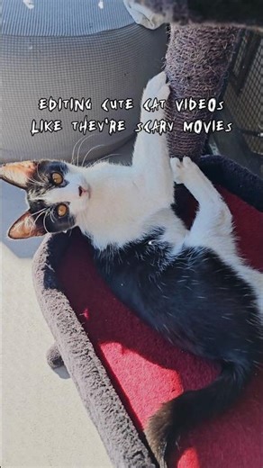 This kitty is spooky cute! 🐈‍⬛️🖤