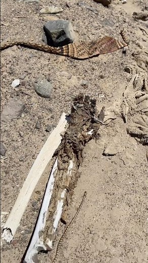 The devastating reality of looting in the deserts of Peru. #archaeology #losthistory #peru