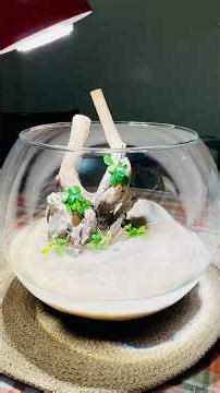 Low tech planted shrimp bowl setup