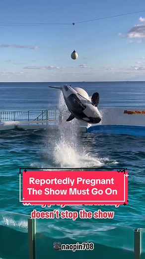 Orca Lara Pregnancy Updates: The Show Must Go On