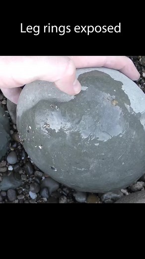 How Concretions Form from Crab Decomposition