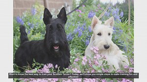 Effective Training Tips for Your Scottish Terrier