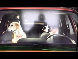 Subaru commercial: BEST dog commercial