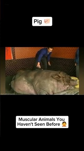 Muscular Pig? Muscular Giraffe? Yes