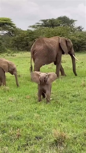 Baby Elephant’s Funny Struggle With Its Trunk 🐘😂