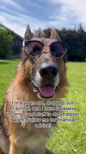 384K views · 7.9K reactions | I’m just trying to help! | Strider The German Shepherd | Facebook
