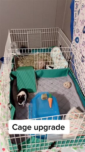 Midwest Guinea Pig Cage Setup Ideas for Happy Piggies