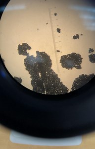 1.9K views · 20 reactions | For World Mosquito Day, we visited the UF/IFAS Urban Entomology Lab where CALS students took us on a tour of their Mosquito research for our Instagram TV channel. #thisiscals UF Entomology & Nematology Department UF IFAS Solutions | UF College of Agricultural and Life Sciences | Facebook