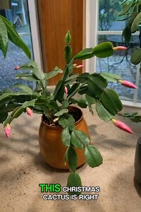 Those pink buds mean one thing… a BIG bloom is coming 👀✨ | Easy planting Tips