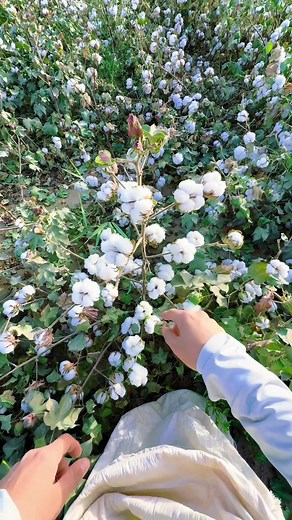 Cotton AMSR! How many bolls are on one cotton plant? How much time does it take to clean one plant? Usually people earn one US buck for laboring on 7 lbs of cotton here. A hundred US bucks a day for a very very skilled worker. Actually, that’s not a very bad pay no matter where it is. #cotton25 #AMSR #cotton2025 #cottonharvest #farmtok