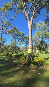 5.4K views · 12 reactions | The boys first back leaning tree to practice on (there certainly getting alot better after only 6 months) Felling a nice big blood Wood in chambers flat. For a free quote give Jamie a call or message on 0447987724. Fully insured and experienced Based in Jimboomba | Jamies Tree Service | Facebook