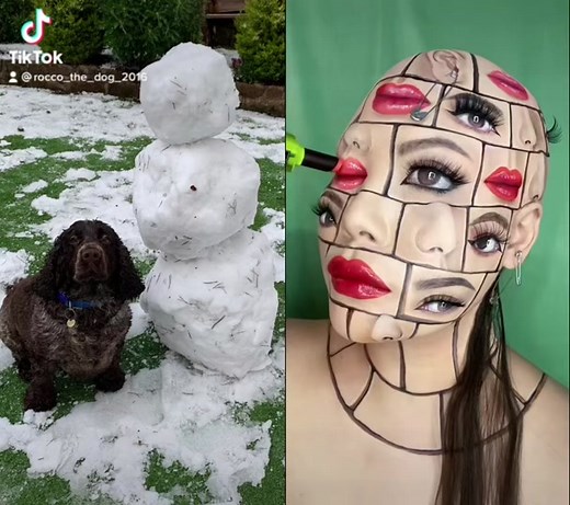 Rocco (@rocco_the_dog_2016)’s videos with original sound - Rocco