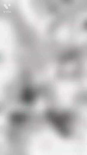 【閲覧注意】生きたメキシコって動画がヤバすぎる【検索してはいけない言葉】