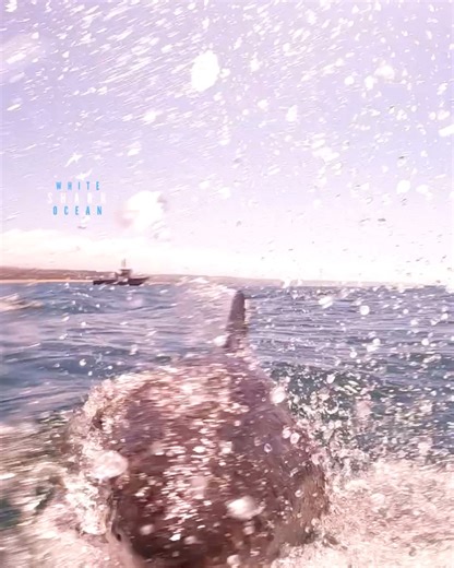 Great White Shark Bursts Out Of The Water In Front Of Research Boat | White Shark Ocean