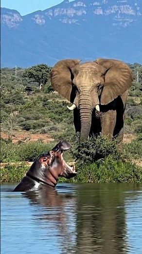 Elephant vs. Hippo 📷🐘 #Elephant #Vs #Hippo #Wildlife #Battle #Nature #Documentary #shorts