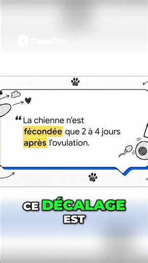 Fertilité Animale : le délai crucial entre ovulation et fécondation #thedogcorner