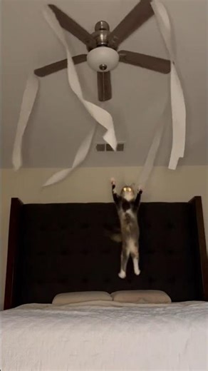 Trying This DIY Ceiling Fan Game with My Cat! #cat #cats