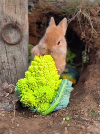 Sunny Snack Time Adorable Rabbit Munching on Yellow Broccoli in Cozy Nest 🐰🌼 #adorablepets #bunny