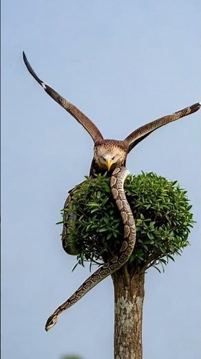 A king eagle attacking python #videos #birds #wildlife #amazing #shorts
