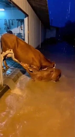 Mother Cow Gently Guides Playful Calf in Flooded Barn #cow #calf #nature