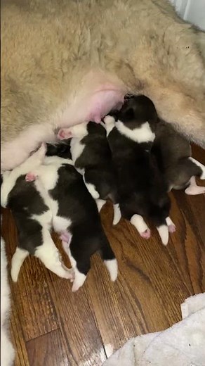 Akita puppies