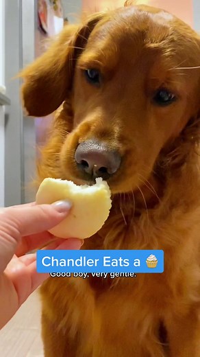 Have you ever seen a dog eat a cupcake this slow? 🧐🧁 #dog #puppy #goldenretriever #redgoldenretriever #funnydog #cutedog #dogsoftiktok #funnyanimals #ASMR #mukbang