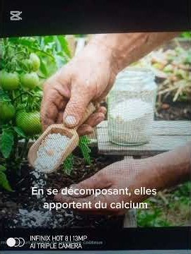 Les coquilles d'oeufs peuvent sauver votre potager