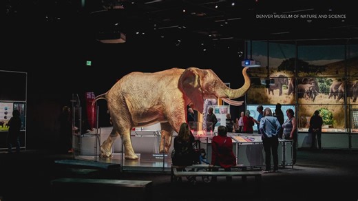 Exhibit brings elephant research to Denver