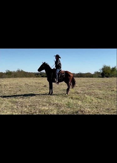 Sorrel Gelding (Dual Rey Grandson), #Rey | Cattle for sale