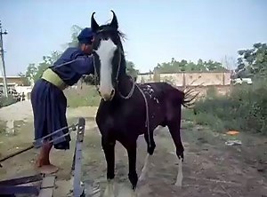 Mighty Horse of the Khalsa | Daily Sikh Updates