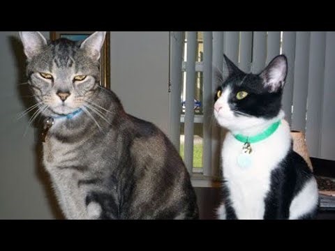 Ruffles Jenkins- Copycat (Audio)