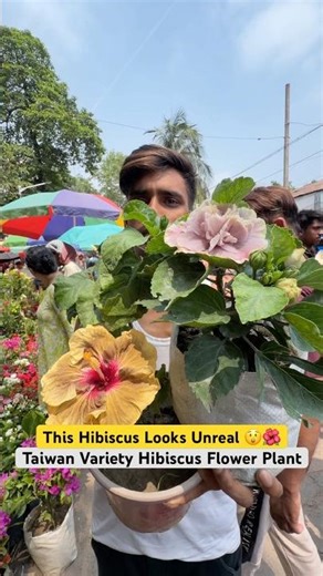 Unreal Taiwan Hibiscus 🌺 Rare Tropical Beauty at Galiffstreet!