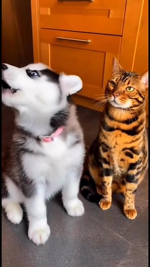 107K views · 3.9K reactions |  El husky empezó a aullar como si fuera un concierto… Pero el gato lo miró 3 segundos y dijo: “No más.” ✋ Un manotazo… ¡y el husky al piso! 藍 ¿Quién ganó esta pelea: el cantante o el jefe de la casa?  #Husky #Gato #MascotasDivertidas #MomentosGraciosos #VideosDeRisa #HuskyVsGato #PetsOfFacebook #ReelDivertido #HumorAnimal | Milagros Colon | Facebook