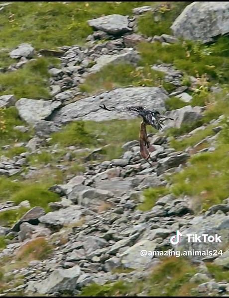 Discover the Wonders of Wildlife and Amazing Animals