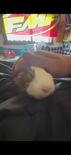 PEANUT_vid (@peanut_vid)’s video of Guinea Pig